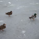 Ducks on ice.